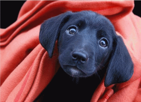 anigif2.gif