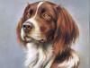 dog_058m.jpg
